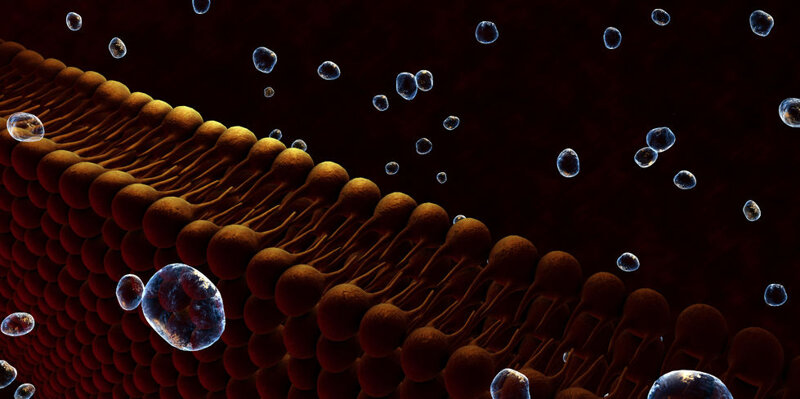 Vuoi sapere come stanno le tue cellule? Scopri l'Analisi Lipidomica Vuoi sapere come stanno le tue cellule? Scopri l'Analisi Lipidomica